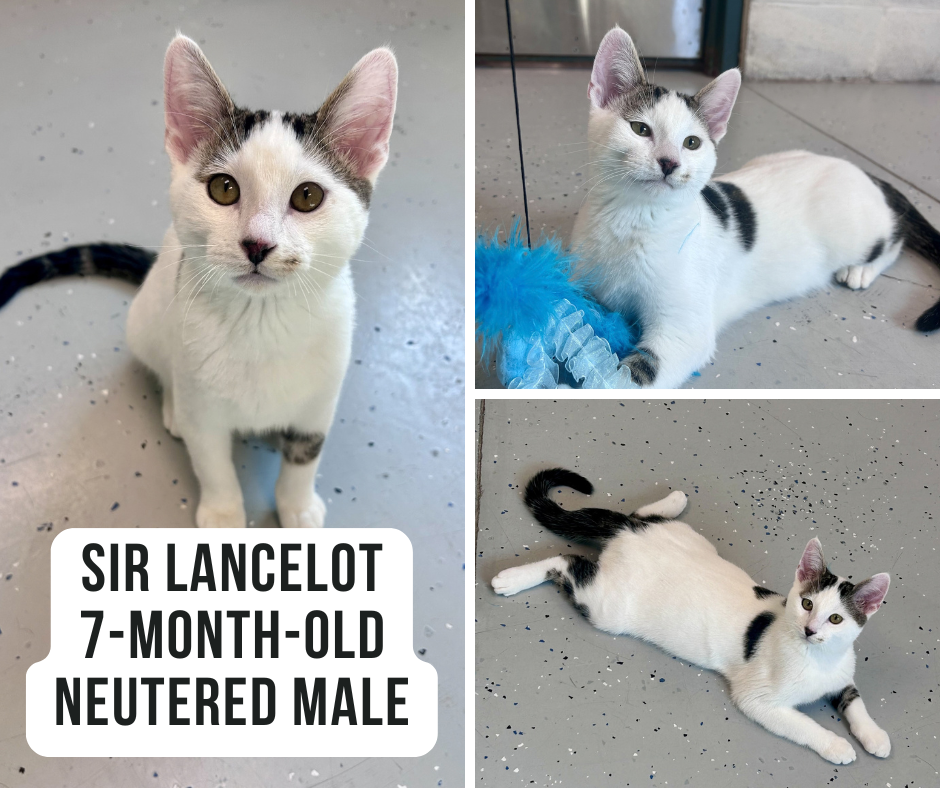 Sir Lancelot